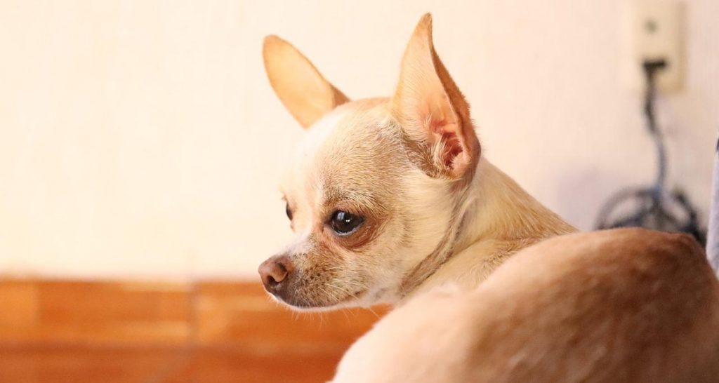 A short-haired Chihuahua is sitting