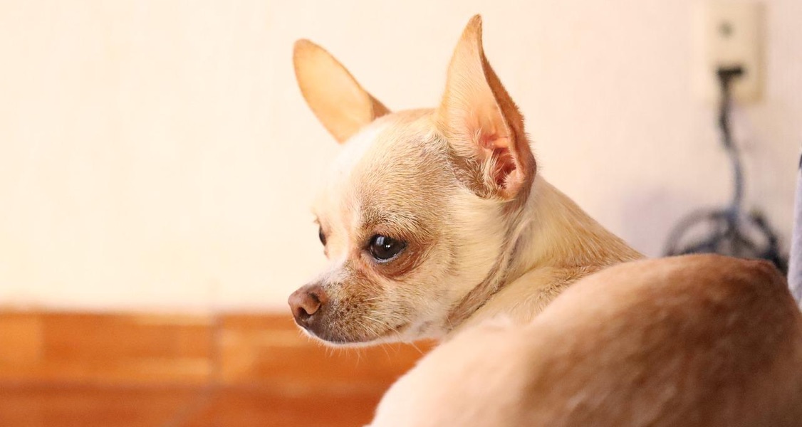 The world’s oldest living dog is 21. Here’s how his owner keeps him fit