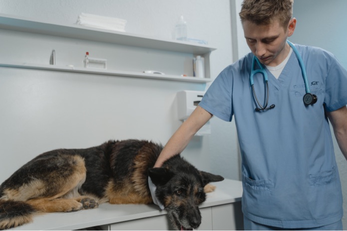 A veterinarian in blue scrubs is touching a brown German shepherd