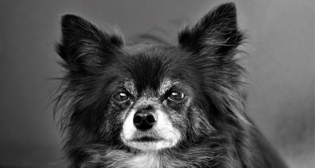A black and white portrait shot of a Chihuahua