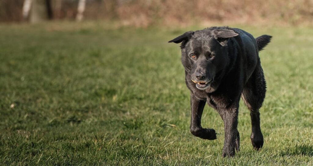 A black Labrador retriever is running outside in the grass