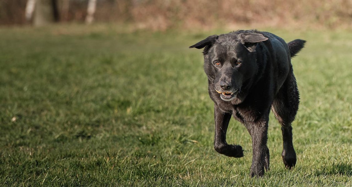 Woman with dementia rescued after 3 days thanks to loyal Lab’s barks Woman with dementia rescued after 3 days thanks to loyal Lab’s barks