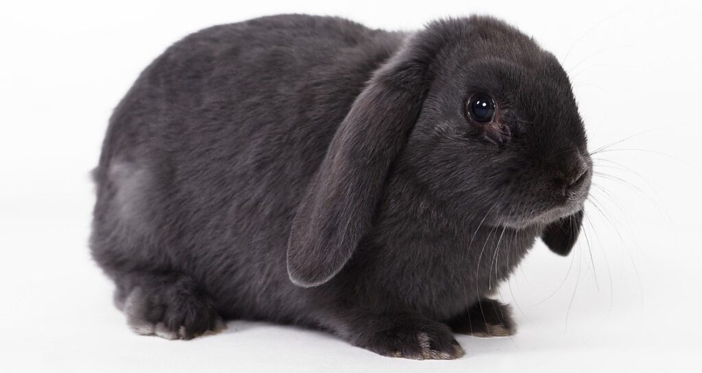 A blue rabbit on a white background