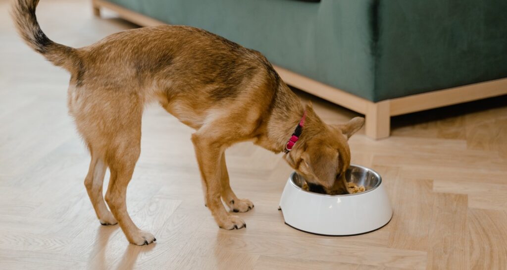 A dog is eating out of a white food bowl