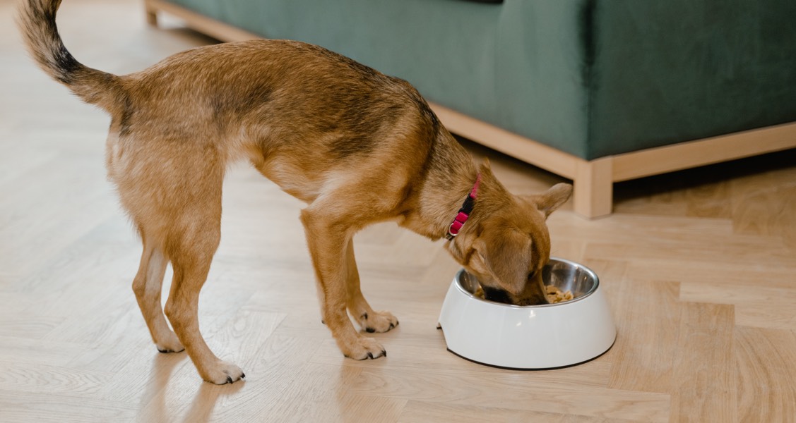 How often you wash your dog’s bowl can affect your health, too, study says