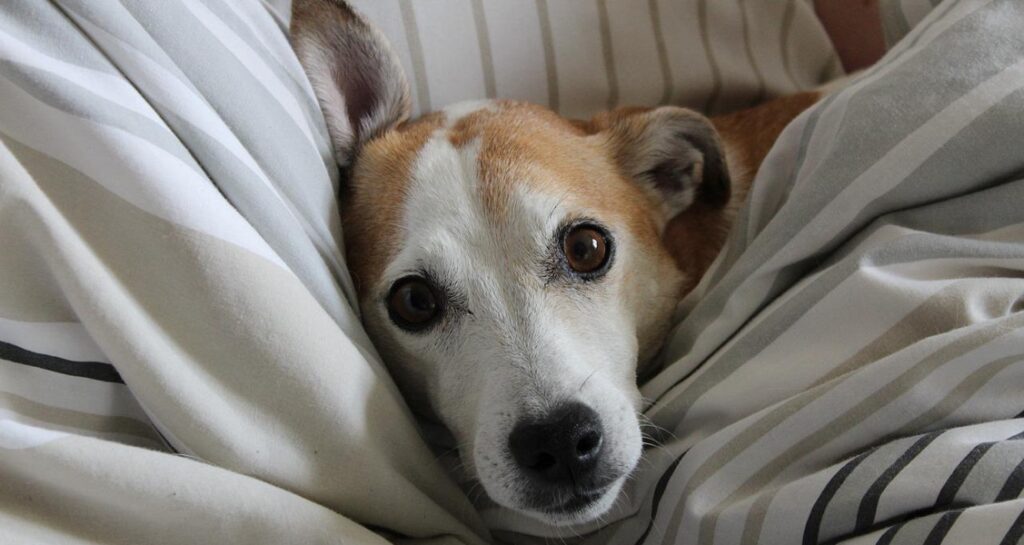 A dog is lying in bed in the covers