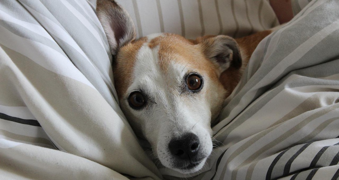 How to Tell if a Dog is Anxious and Wants to be Ignored