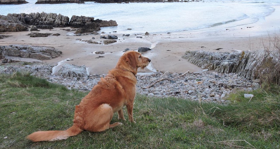 What Do You Pack When Holidaying With an Anxious or Nervous Dog? What Do You Pack When Holidaying With an Anxious or Nervous Dog?