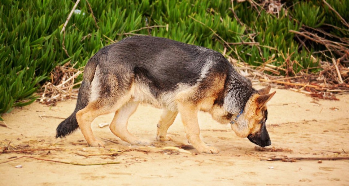 Narcotic sniffing dogs in Virginia get new purpose