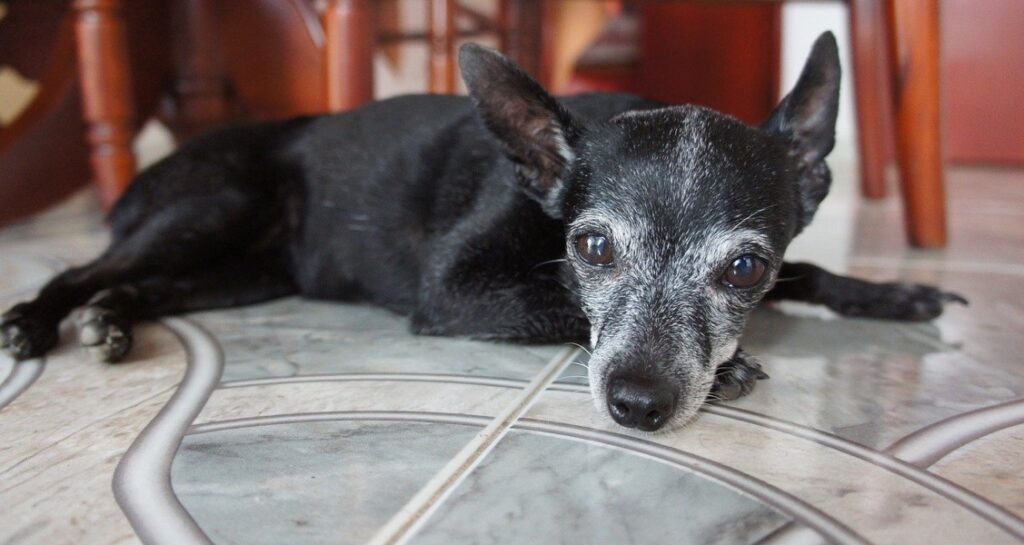 A small old dog is lying on an indoor floor