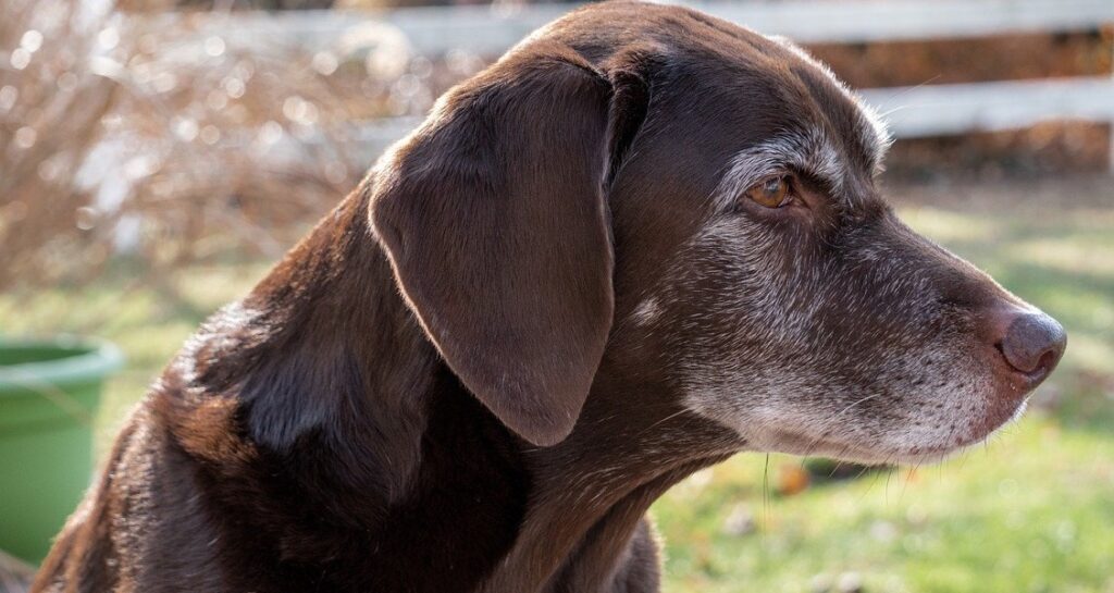 Profile view of an old chocolate Labrador retriever outside