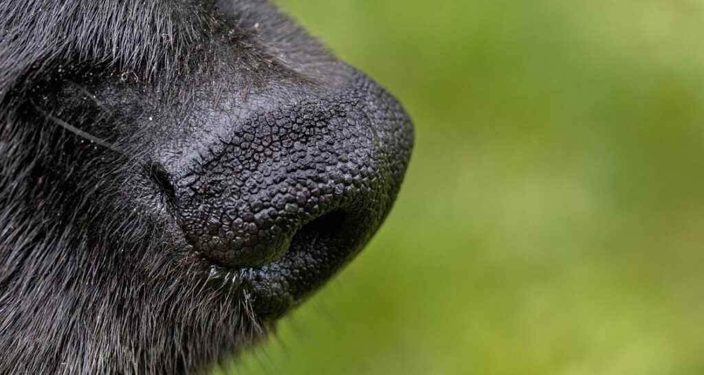 Snout of a black dog