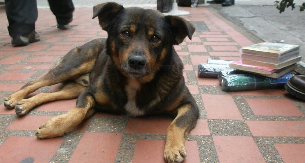 A street dog is sitting outside