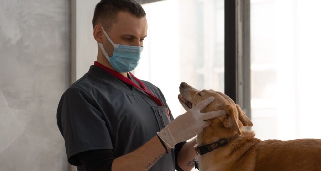 A male veterinarian is inspecting a dog's face