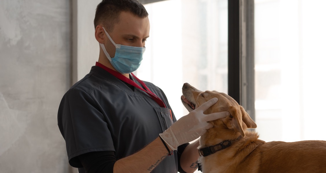 So many pets, not enough vets: U.S. faces veterinarian shortage So many pets, not enough vets: U.S. faces veterinarian shortage