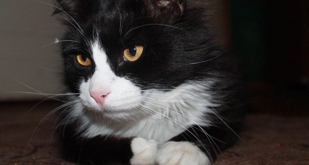 A black and white cat with yellow eyes and a white belly is sitting down