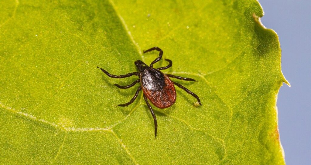 A deer tick is situated on a green leaf