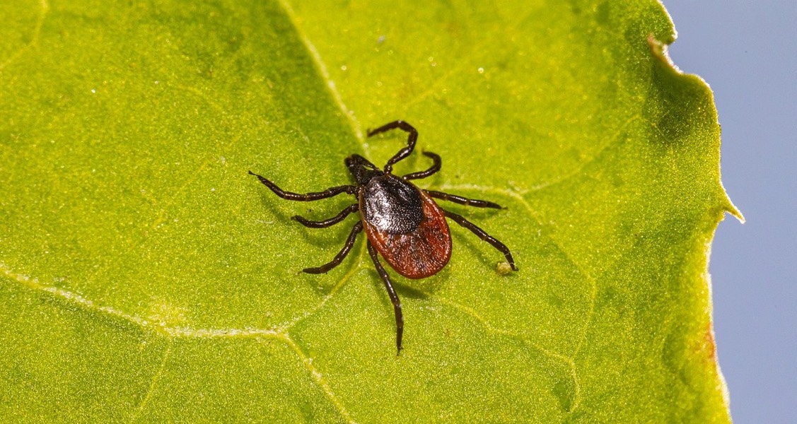 Protecting your pets from tick-borne diseases