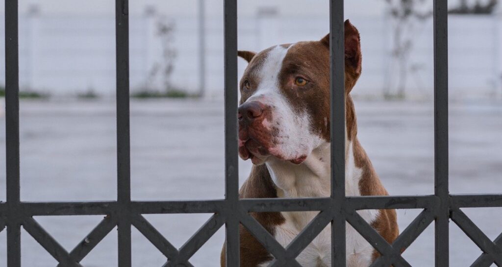 A dog is behind a metal gate and is looking through it