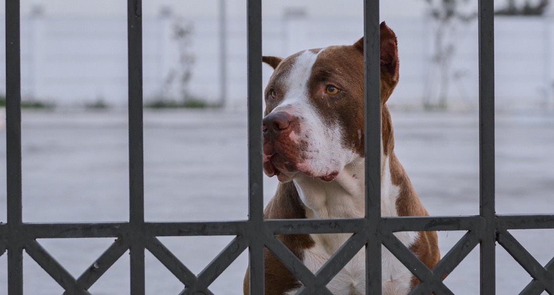 Why it’s important to microchip your pet, what to do if they’re lost or stolen Why it’s important to microchip your pet, what to do if they’re lost or stolen