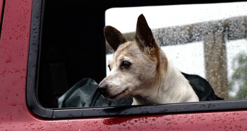 A dog's head is sticking out of a car window