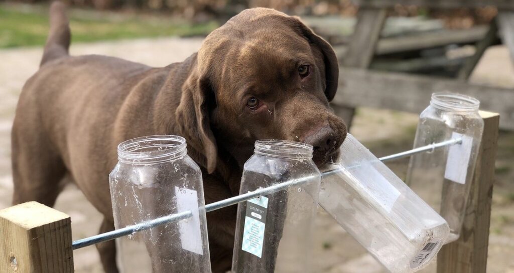 A chocolate brown dog is practicing nose work outside