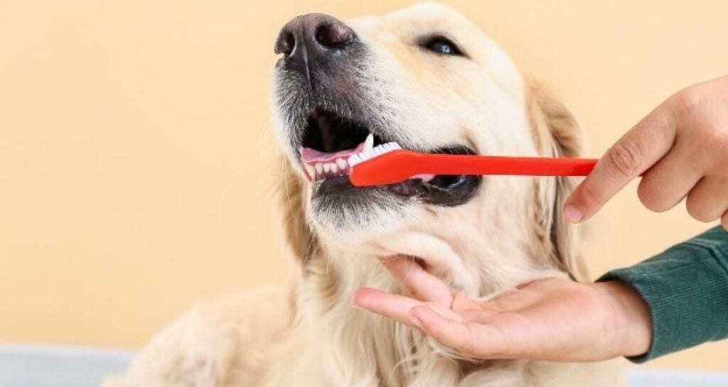 A dog's teeth are being brushed with a red toothbrush