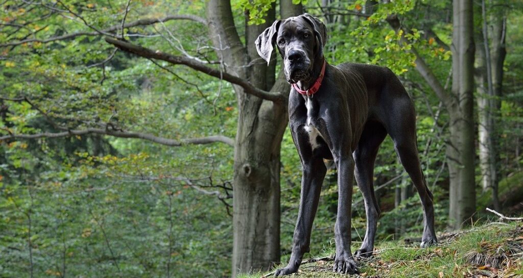A great Dane is standing outside in the woods