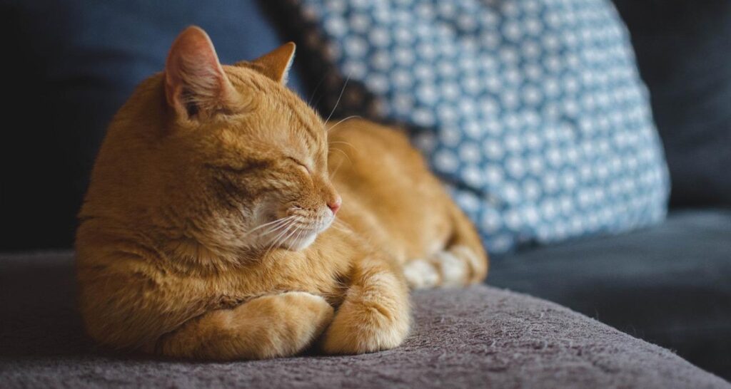 An orange tabby cat is resting with their eyes closed on a couch