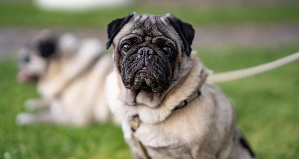 A pug is sitting upright in the grass