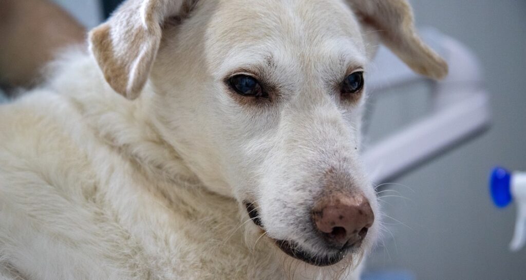 A sick retriever is at the veterinarian for an examination