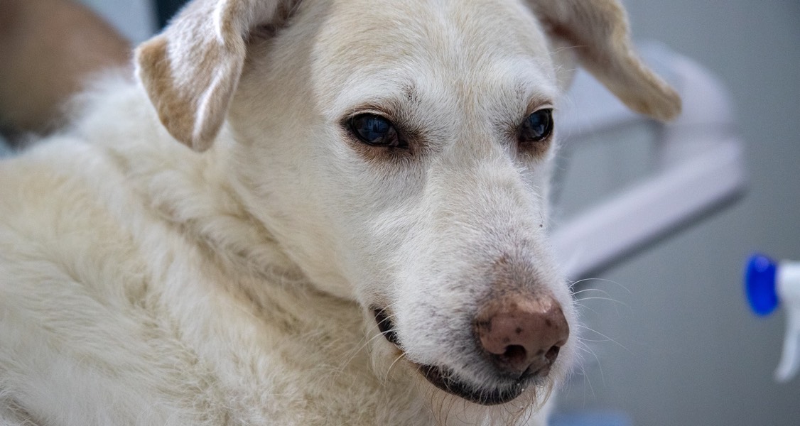 Using Artificial Intelligence to Predict Life-Threatening Bacterial Disease in Dogs Using Artificial Intelligence to Predict Life-Threatening Bacterial Disease in Dogs