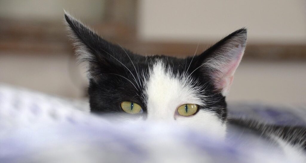 A tuxedo cat with yellow eyes is looking forward with its nose and mouth covered