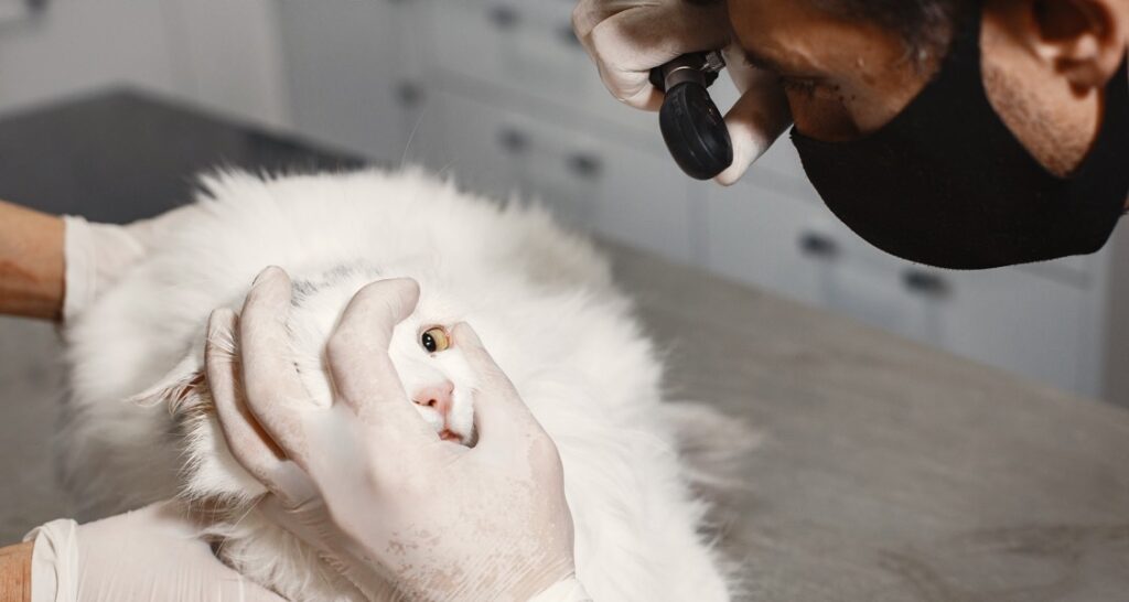 A veterinarian is examining a white cat's eye