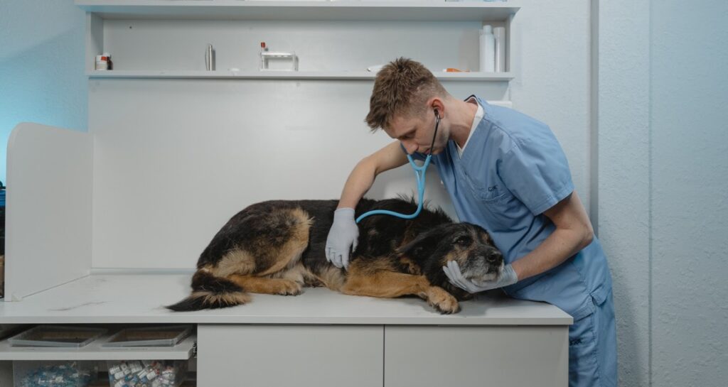 A veterinarian is listening to a dog using a stethoscope on an examination table