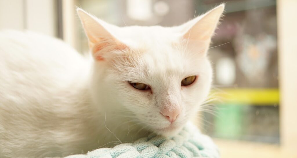 A white cat is sitting in its bed