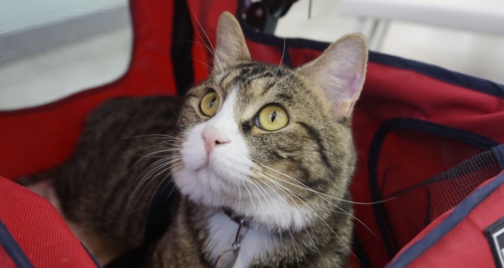 A cat is sitting in a red stroller