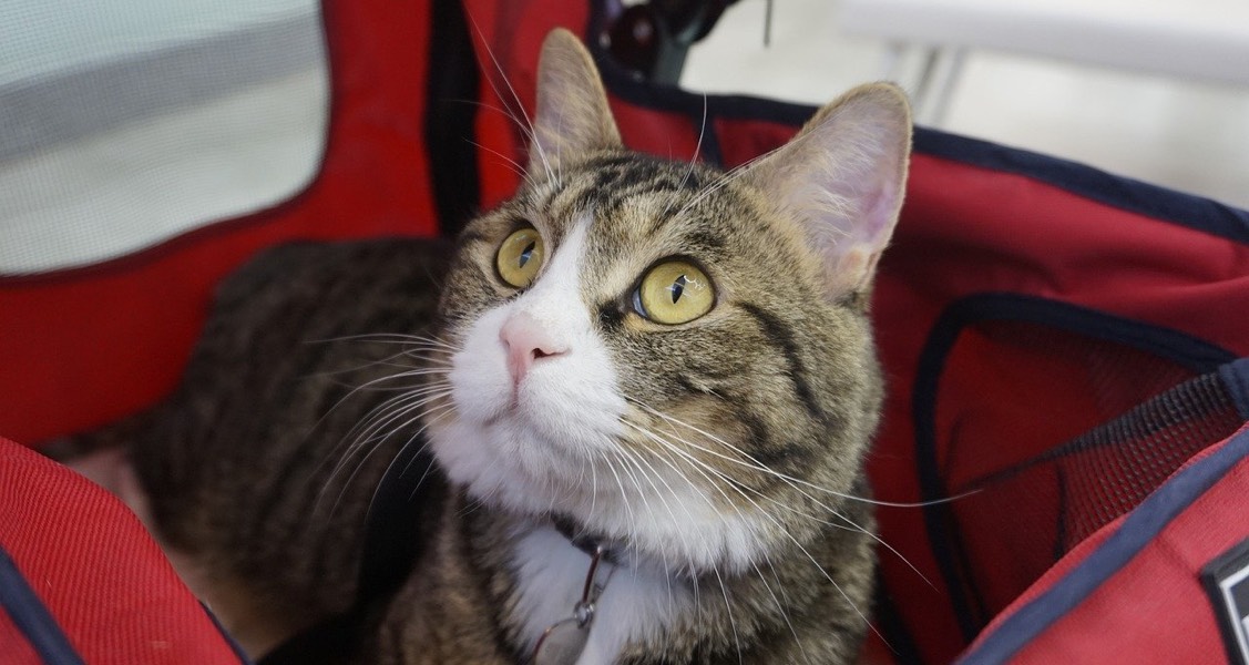 Emotional support pets: experts warn of animal welfare risk Emotional support pets: experts warn of animal welfare risk