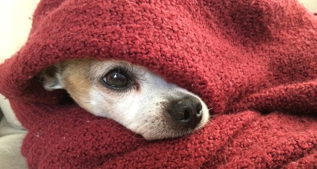 A Chihuahua is wrapped up in a red blanket