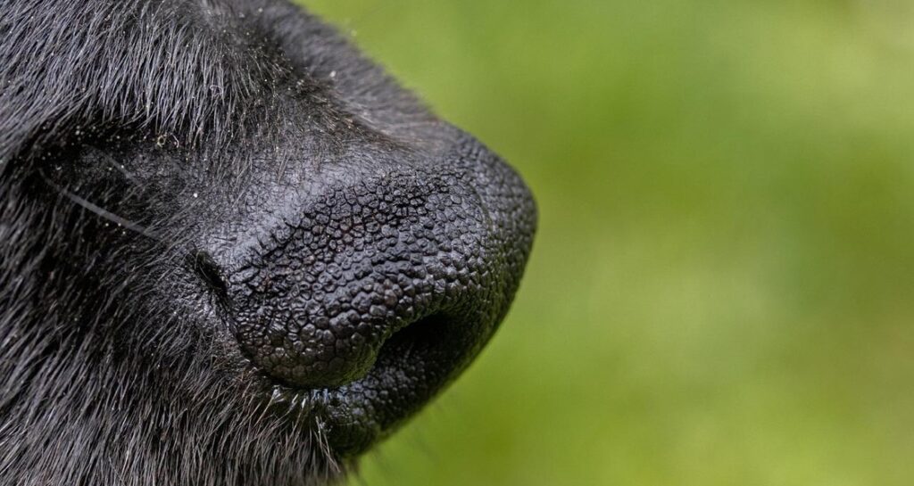 A close-up shot of a black dog's nose