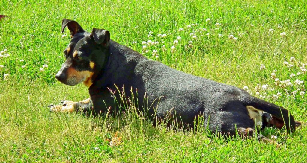 A dog with a black coat is lying in the grass