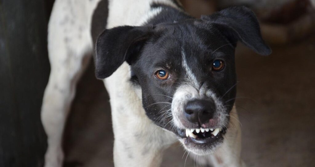 A black and white dog is showing an aggressive facial expression