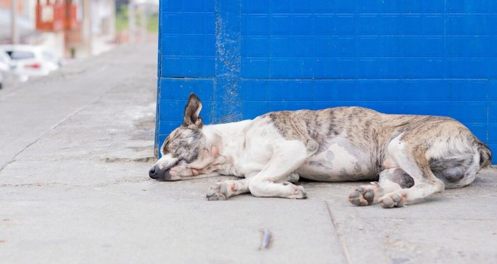 A dog is sleeping on the ground made of cement outside