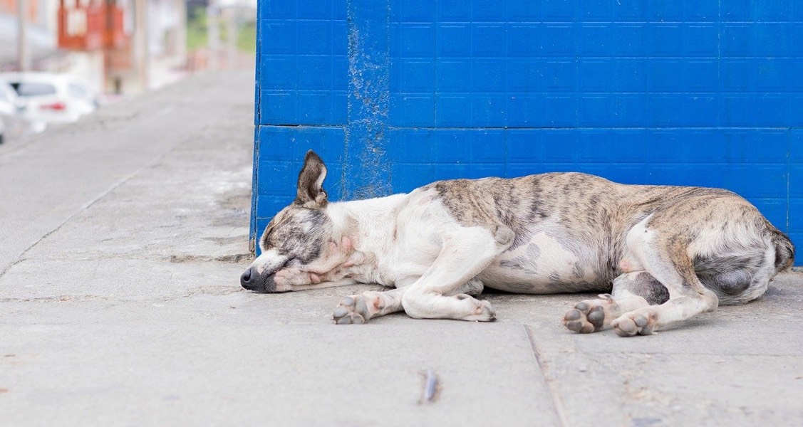 North County’s street veterinarian aids homeless pets and launches clinic with fear-free care North County’s street veterinarian aids homeless pets and launches clinic with fear-free care