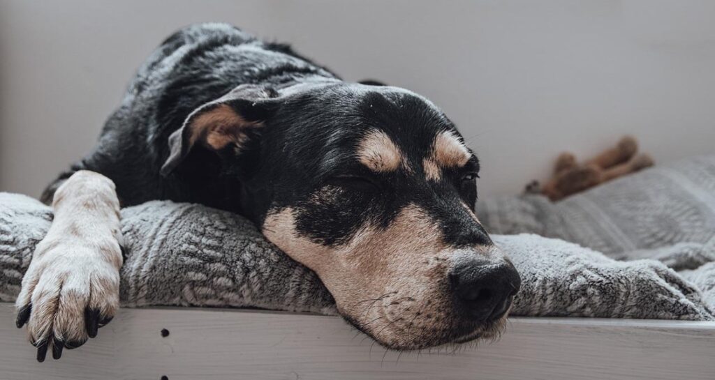 A dog is sleeping on a soft blanket