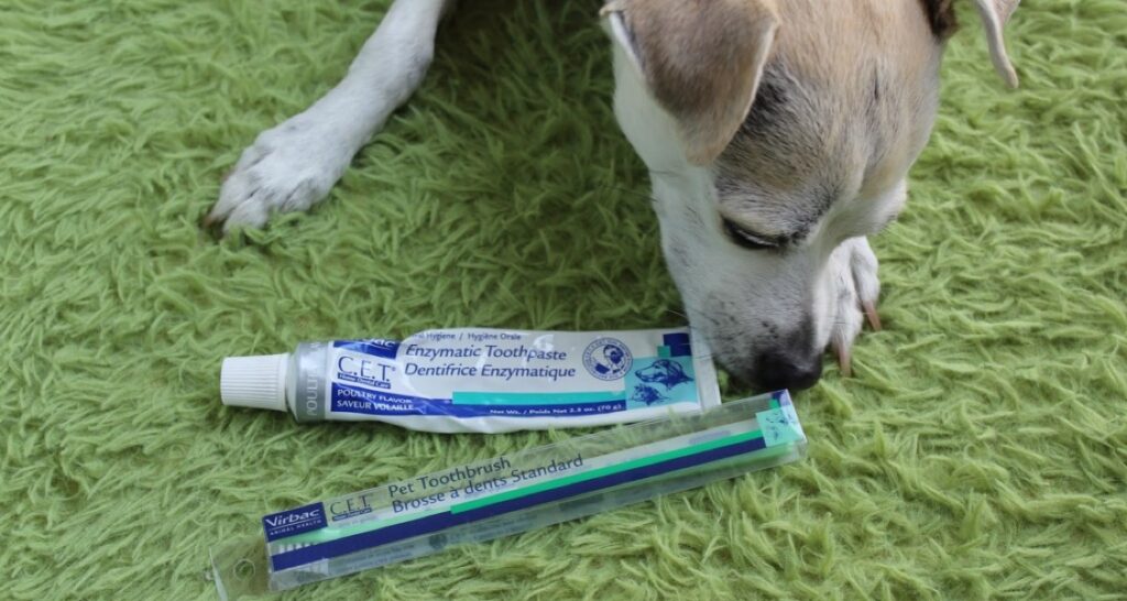A dog is sniffing a toothpaste tube and toothbrush on a green carpet