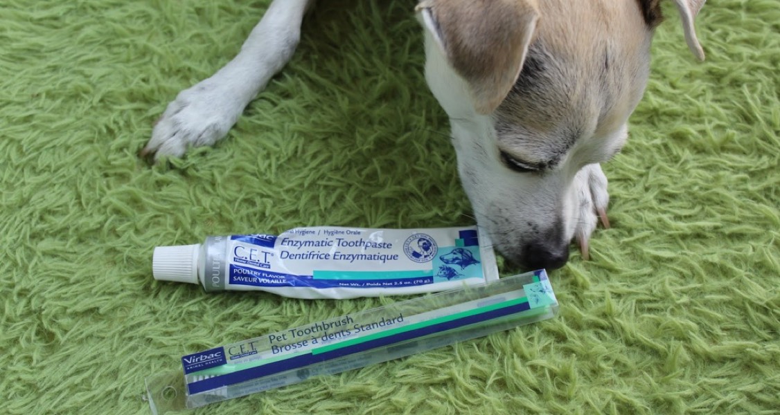Pet Dental Care Products 101: Decoding Product Claims Pet Dental Care Products 101: Decoding Product Claims