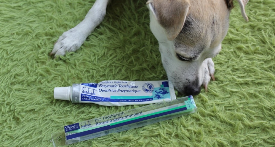 Can Pet Dental Care Be Organic?