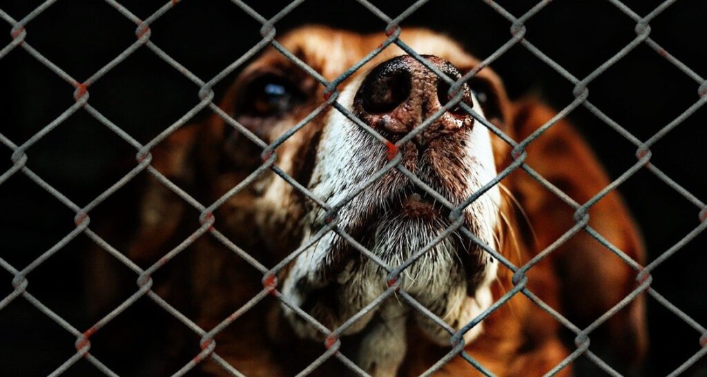 A dog is standing behind a fence