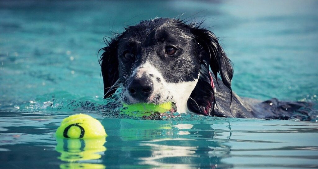 A dog is swimming in a pool with a tennis ball in its mouth